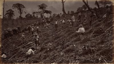 Establecimiento de una plantación de café en Antigua de Guatemala,1875, publicado en 1877 (foto) de Eadweard Muybridge