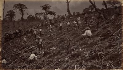 Estableciendo una plantación de café en Antigua de Guatemala de Eadweard Muybridge