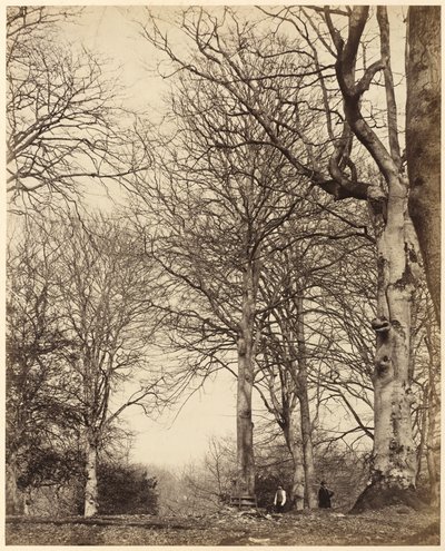 Haya de la Reina Adelaida,1864 (foto) de Earl of Caithness