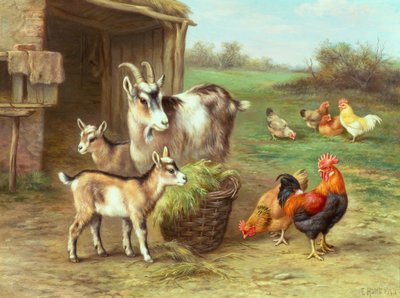 Gallinas y cabras alimentándose en un corral de Edgar Hunt