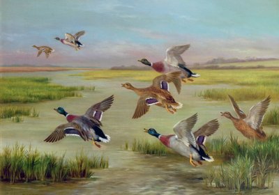 Patos en vuelo (óleo) (una pareja, véase también 24094) de Edgar Hunt