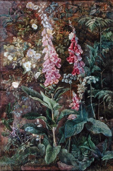 Digitalis Purpura y Rosa Rugosa de Edith Isabel Barrow