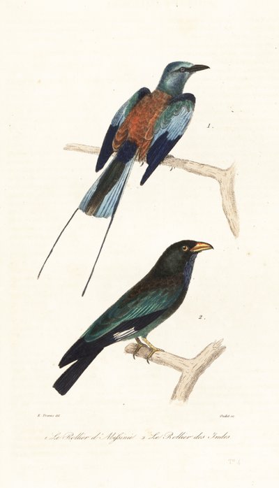 Rodillo abisinio y pájaro del dólar. de Edouard (after) Travies