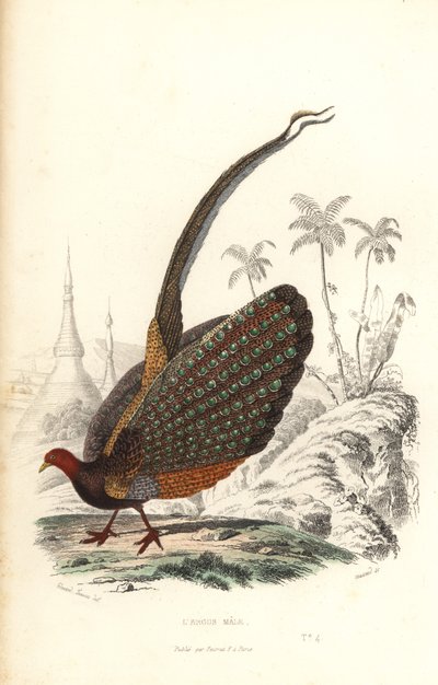 Gran argus, Argusianus argus, vulnerable. de Edouard (after) Travies