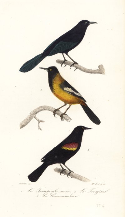 Grajilla antillana mayor, oropéndola de Audubon y negra de alas rojas de Edouard (after) Travies