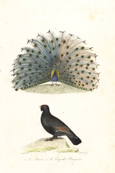 El pavo real indio y el urogallo occidental. de Edouard (after) Travies