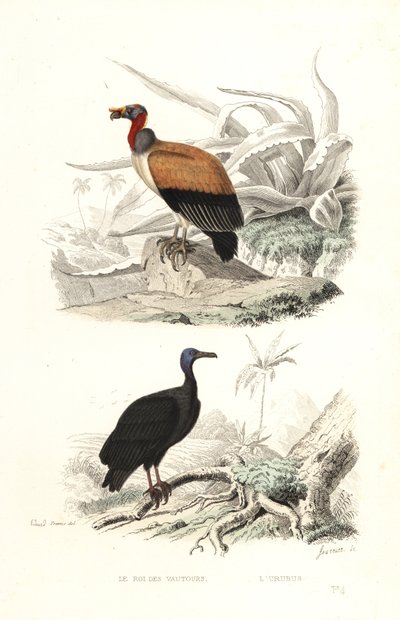 El buitre real y el buitre de pavo. de Edouard (after) Travies