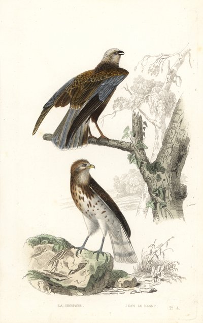 Aguilucho lagunero occidental y águila culebrera. de Edouard (after) Travies