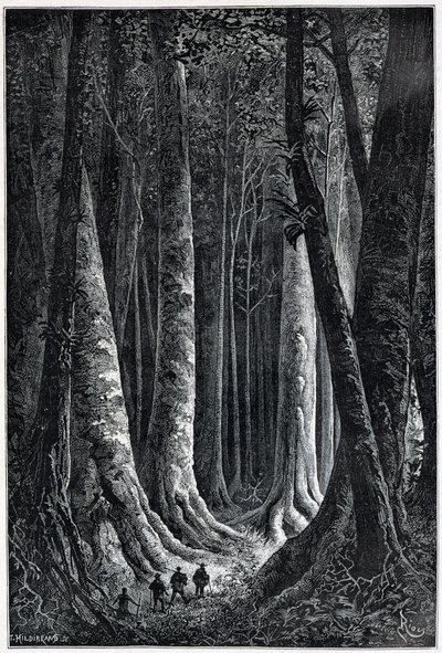 Bosque de la Guayana Francesa, dibujo de Riou, “Le Tour du Monde”, 2º semestre de 1879 de Edouard Riou