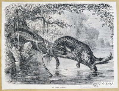Jaguar observando su presa en un tronco sobre el agua - grabado del siglo XIX de Edouard Riou