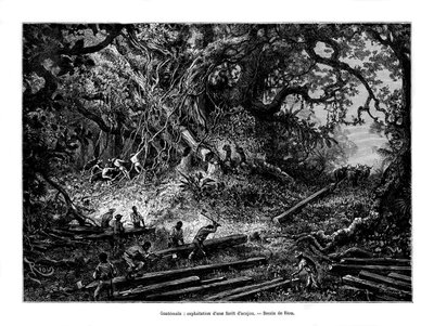 Tala de árboles de caoba, Guatemala, siglo XIX de Edouard Riou