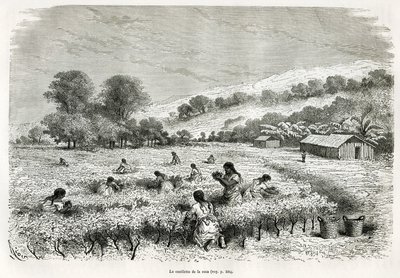 Recolección de hojas de coca en el Valle de Ituata, dibujo de E.Riou, para ilustrar el viaje en la región del Titicaca y los valles del este del Bajo Perú, en 1873 por Paul Marcoy. Grabado en Le tour du monde de Edouard Riou
