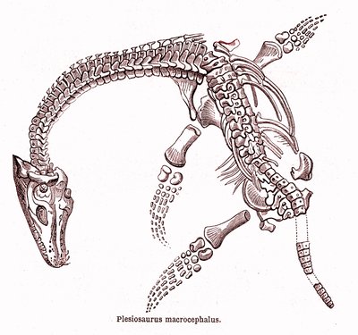 Plesiosaurus macrocephalus de Edouard Riou
