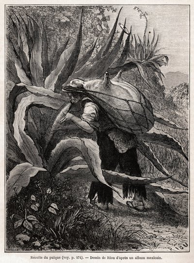 La recolección de pulque, una bebida tradicional azteca, resultado de la fermentación del agave pulquero, dibujo de Riou, para ilustrar el viaje a México de E. Vigneaux, en 1854-1855. Grabado en “Le tour du monde”, editado por Edouard Cha de Edouard Riou