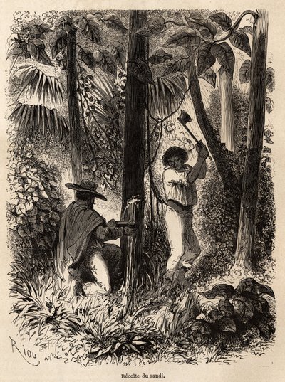 La recolección de sandi, un árbol cuya savia lactea es muy nutritiva y sirve como calafateo para canoas en Venezuela y Perú. Dibujo de Riou para ilustrar el viaje del Océano Pacífico al Océano Atlántico de Edouard Riou