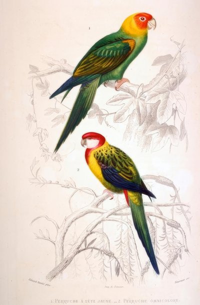 1. Perico de cabeza amarilla. 2. Perico multicolor de Edouard Travies