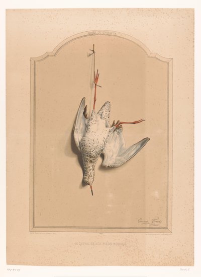Archibebe muerto colgando de una pierna Le chevalier aux pieds rouge (título sobre objeto) Museo del Cazador (título de la serie) Musée du chasseur (título de serie sobre objeto) de Edouard Travies