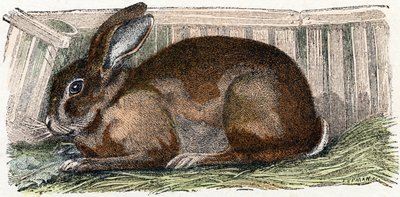 Conejo doméstico- " Alfabeto ilustra animales" siglo XIX (grabado) de Edouard Travies