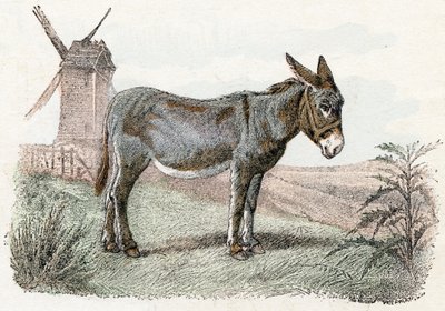 Burro de "Abecedario ilustrado de animales". de Edouard Travies
