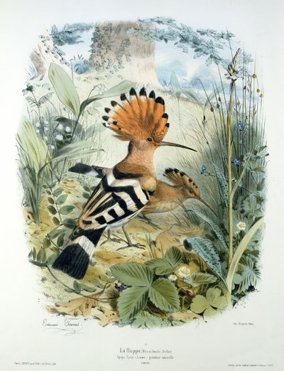 Abubilla (Upupa Epops) de Edouard Travies