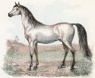 Caballo- " Alfabeto ilustra animales" siglo XIX (grabado) de Edouard Travies