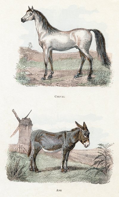 Caballo y burro- " Alfabeto ilustra animales" siglo XIX (grabado) de Edouard Travies