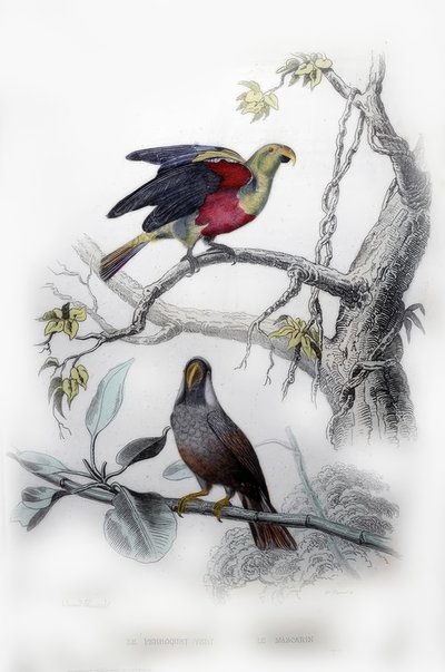 El loro verde. El mascarín de Edouard Travies