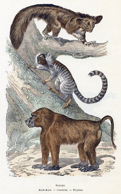 Monos - " Alfabeto ilustra animales" siglo XIX (grabado) de Edouard Travies