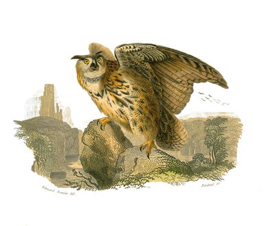 Historia natural: Tabla zoológica que representa aves rapaces diurnas. El Gran Duque de Edouard Travies
