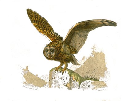 Tabla de Historia Natural: Tabla zoológica que representa a las aves rapaces diurnas. El búho. Placa extraída de los nueve volúmenes sobre aves en 