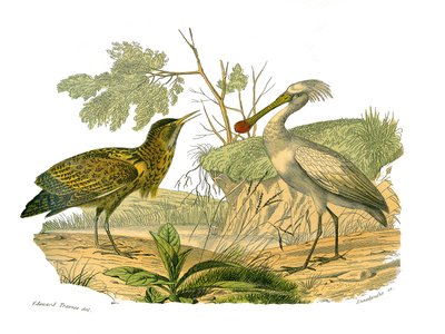 Lámina de historia natural: Lámina zoológica que representa aves acuáticas y cultrirostras (con picos grandes, largos y fuertes): el avetoro y la espátula. Lámina extraída de los nueve volúmenes sobre aves en 