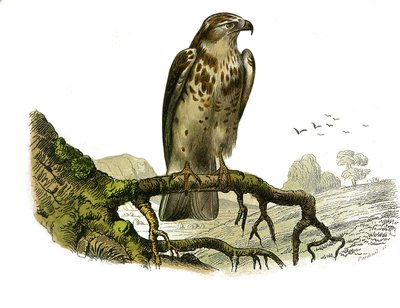 Tabla de Historia Natural: Tabla zoológica que representa aves rapaces nocturnas. Jean le Blanc (Jean-Le-Blanc). Placa extraída de los nueve volúmenes sobre aves en “Obras completas de Buffon” escritas por el naturalista Georges Louis Leclerc, Conde de Buf de Edouard Travies