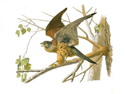 Tabla de Historia Natural: Tabla zoológica que representa aves rapaces nocturnas. El cernícalo. Lámina extraída de los nueve volúmenes sobre aves en “Obras completas de Buffon” escritas por el naturalista Georges Louis Leclerc, Conde de Buffon (1707-1788)  de Edouard Travies