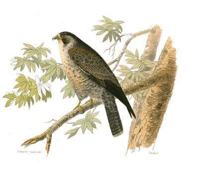 Historia natural: Tabla zoológica que representa aves rapaces nocturnas. El halcón. Lámina extraída de los nueve volúmenes sobre aves en 