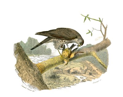 Lámina de historia natural: Lámina zoológica que representa aves rapaces nocturnas. El halcón. Lámina extraída de los nueve volúmenes sobre aves en 