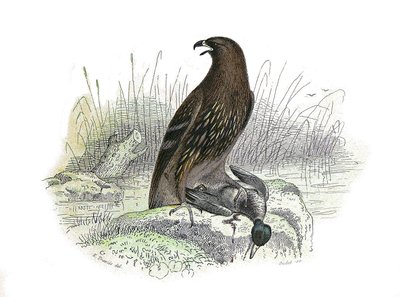 Placa de Historia Natural: Tabla zoológica que representa aves de presa nocturnas. El águila pequeña. Placa extraída de los nueve volúmenes sobre aves en “Obras completas de Buffon” escritas por el naturalista Georges Louis Leclerc, Conde de Buffon (1707-1 de Edouard Travies