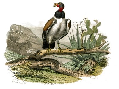 Tabla de Historia Natural: Tabla zoológica que representa aves rapaces nocturnas. El buitre pequeño. Lámina extraída de los nueve volúmenes sobre aves en “Obras completas de Buffon” escritas por el naturalista Georges Louis Leclerc, Conde de Buffon (1707-1 de Edouard Travies