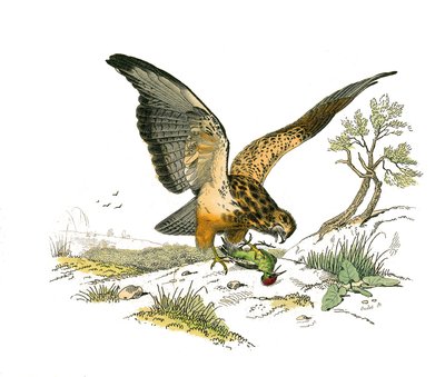 Tablero zoológico que representa aves de presa nocturnas. El pico. Lámina extraída de los nueve volúmenes sobre aves en 