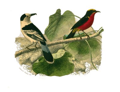 Tabla de historia natural: Tabla zoológica que representa aves de presa nocturnas. El vanga y el gonolek. Placa extraída de los nueve volúmenes sobre aves en 