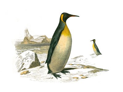 Tablero zoológico que representa aves palmípedas braquípteras (aves buceadoras). El grande. Lámina extraída de los nueve volúmenes sobre aves en 