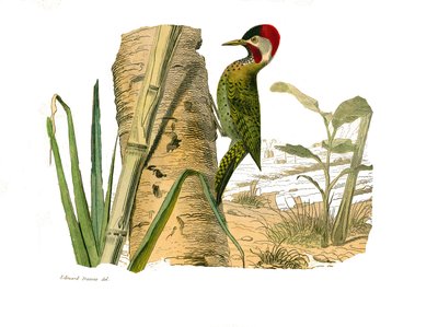 Tablero zoológico que representa trepadores. Pico rayado de Cayena. Placa dibujada de los nueve volúmenes sobre aves en 