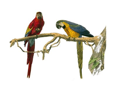Historia natural: Tabla zoológica que representa trepadores. Ara rojo y ara azul. Lámina extraída de los nueve volúmenes sobre aves en 