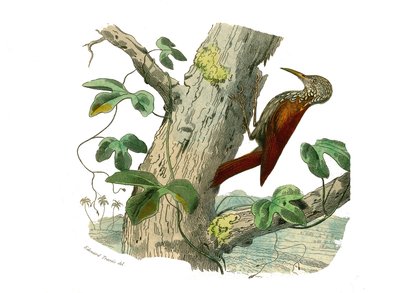 Tabla de Historia Natural: Tabla zoológica que representa trepadores. El Pico Trepador. Placa extraída de los nueve volúmenes sobre aves en “Obras completas de Buffon” escritas por el naturalista Georges Louis Leclerc, Conde de Buffon (1707-1788) entre 174 de Edouard Travies