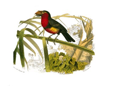 Tabla de Historia Natural: Tabla zoológica que representa a los trepadores. El barbican. Placa extraída de los nueve volúmenes sobre aves en 