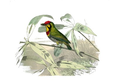 Tablero de Historia Natural: Tablero zoológico que representa trepadores. El barbudo tiene la garganta amarilla. Lámina extraída de los nueve volúmenes sobre aves en "Obras completas de Buffon" escritas por el naturalista Georges Louis Leclerc, Conde de Bu de Edouard Travies