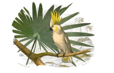 Lámina de historia natural: Lámina zoológica que representa trepadores. El cacatúa tiene cresta amarilla. Lámina extraída de los nueve volúmenes sobre aves en 