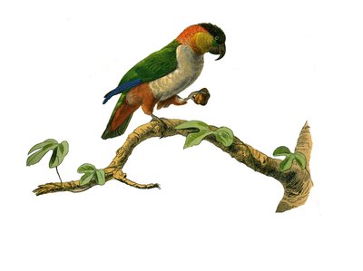 Historia natural: Tabla zoológica que representa trepadores. El maipouri. Lámina extraída de los nueve volúmenes sobre aves en 