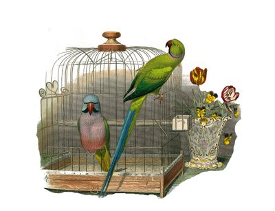 Tablero zoológico que representa trepadores. El periquito con bigotes y el periquito con collar rosa. Lámina extraída de los nueve volúmenes sobre aves en 
