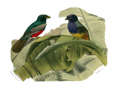 Tabla de Historia Natural: Tabla zoológica que representa trepadores. El vientre rojo y el vientre amarillo. Placa extraída de los nueve volúmenes sobre aves en “Obras completas de Buffon” escritas por el naturalista Georges Louis Leclerc, Conde de Buffon  de Edouard Travies