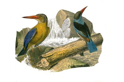 Placa de Historia Natural: Tabla zoológica que representa paseriformes sindáctilos (con dos o más dedos juntos). Martín pescador de pico grande y cabeza gris. Placa extraída de los nueve volúmenes sobre aves en “Obras completas de Buffon” escritas por el n de Edouard Travies